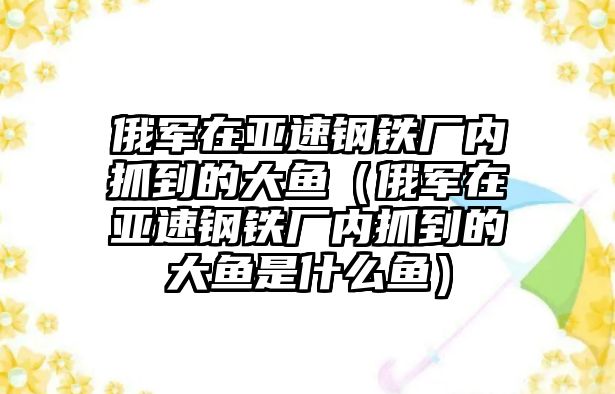 俄軍在亞速鋼鐵廠內(nèi)抓到的大魚（俄軍在亞速鋼鐵廠內(nèi)抓到的大魚是什么魚）